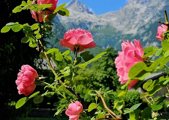 Schweinoester Lägenhet Lofer